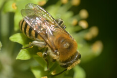 Colletes hederae