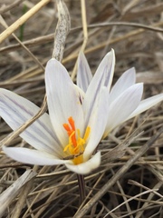 Crocus reticulatus