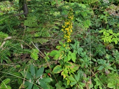 Solidago macrophylla