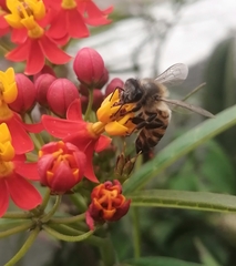 Asclepias curassavica