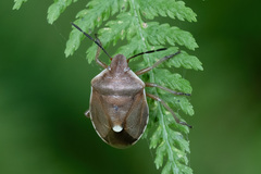 Chlorochroa pinicola