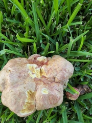 Pulchroboletus rubricitrinus