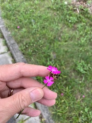 Dianthus