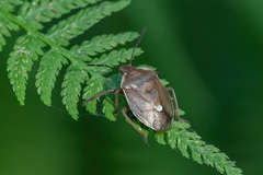 Chlorochroa pinicola