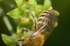 Colletes hederae