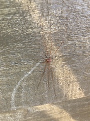 Dicranopalpus