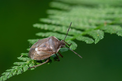 Chlorochroa pinicola