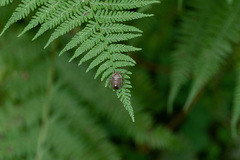 Chlorochroa pinicola