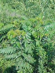 Rhus typhina