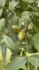 Carya illinoinensis