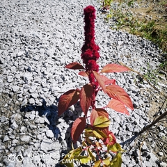 Amaranthus cruentus