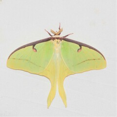Actias luna