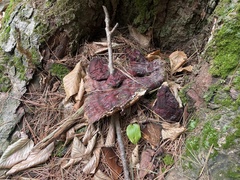 Ganoderma tsugae
