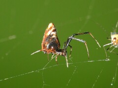 Argyrodes