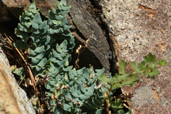 Pellaea bridgesii