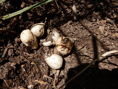 Coprinopsis variegata