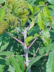 Rhus typhina