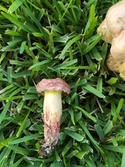 Pulchroboletus rubricitrinus