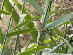 Acrocephalus schoenobaenus