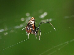 Argyrodes