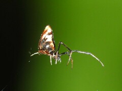 Argyrodes