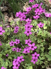 Oxalis articulata