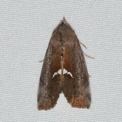 Hypsoropha hormos