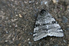 Catocala relicta