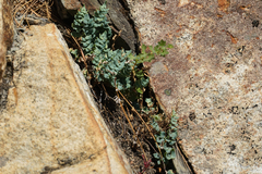 Pellaea bridgesii