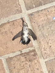 Archilochus alexandri