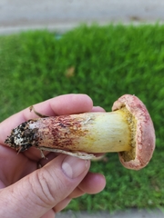 Pulchroboletus rubricitrinus