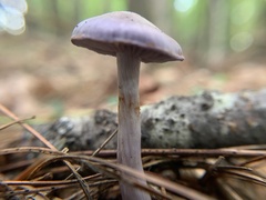 Cortinarius iodes