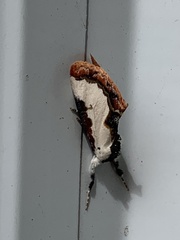 Eudryas unio