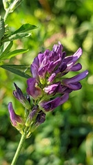 Medicago sativa