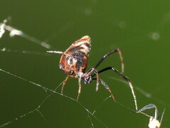 Argyrodes