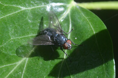 Calliphoridae