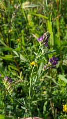 Medicago sativa