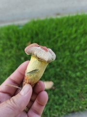 Pulchroboletus rubricitrinus