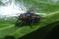 Calliphoridae