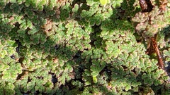 Azolla filiculoides