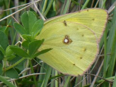 Colias philodice