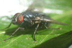 Calliphoridae