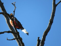 Trogon elegans