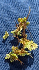 Azolla filiculoides
