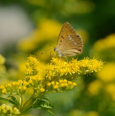 Lycaena virgaureae