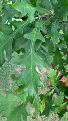 Quercus lyrata