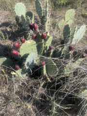 Opuntia
