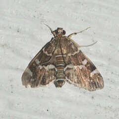 Hymenia perspectalis