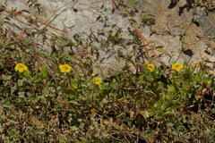 Erythranthe moschata