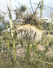 Cardueae